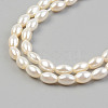 Electroplate Natural Freshwater Shell Beads Strands SHEL-T017-13A-01-3