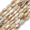 Natural Freshwater Shell Beads Strands SHEL-K006-78A-1
