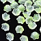 Transparent Two Tone Spray Painted Glass Beads, Flower, Green Yellow, 7x11.5x11.5mm, Hole: 1.2mm