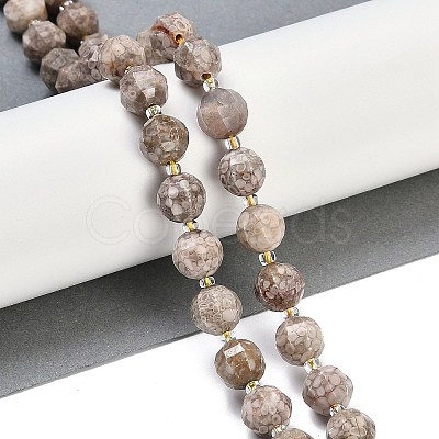 Natural Conch Fossil Beads Strands G-G182-B11-05-1