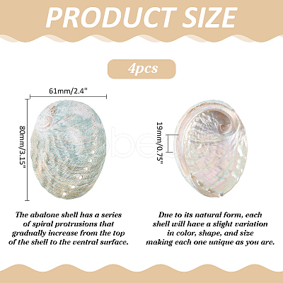 4Pcs Natural Shell Display Decorations DJEW-ME0001-23-1