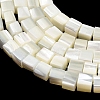 Natural Trochid Shell/Trochus Shell Beads Strands SHEL-C010-05A-2
