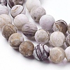 Natural America Petrified Wood Beads Strands G-P430-03-B-3