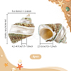 4Pcs Natural Shell FIND-PH0027-49-4