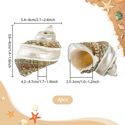 4Pcs Natural Shell FIND-PH0027-49-1