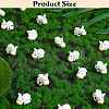 40Pcs Resin Mini Cow Home Display Decoration JX874A-2