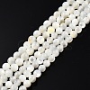Natural White Shell Bead Strands X-SSHEL-N003-144C-01-1