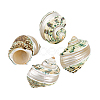 4Pcs Natural Shell FIND-PH0027-49-6