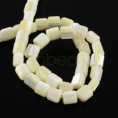 Column Natural Trochid Shell/Trochus Shell Beads Strands BSHE-Q025-01-1