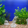 8Pcs 2 Style Transparent Acrylic Aquarium Shrimp Feeding Dishes AJEW-GO0001-01-7