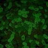 Luminous Transparent Acrylic Beads LACR-D009-01K-3
