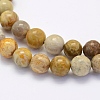 Natural Fossil Coral Beads Strands X-G-G697-F01-8mm-3