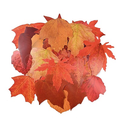 50Pcs Maple Leaf Theme Paper Stickers STIC-P017-C01-1