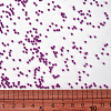 11/0 FGB Grade A Baking Paint Glass Seed Beads X-SEED-N001-A-1073-3