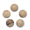 Natural Picture Jasper Cabochons, Grade A, Half Round, 6x3~3.5mm