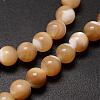 Natural Sea Shell Beads Strands SSHEL-K013-6mm-B-3