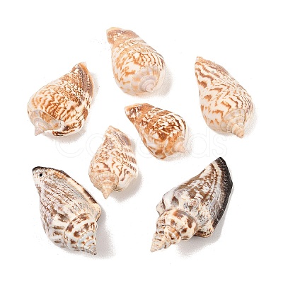 Natural Conch Shell Beads X-BSHE-O007-57-1