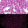 Luminous Glass Seed Beads SEED-A033-07F-1