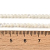 Natural White Shell Beads Strands SHEL-M021-03B-4