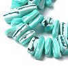 1 Strand Dyed Natural Trochus Shell Beads Strands SSHEL-PA0001-01D-5