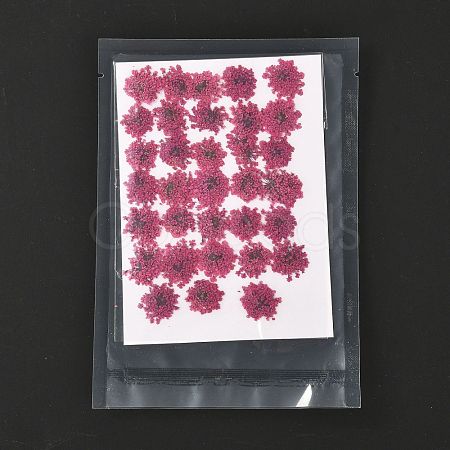 Pressed Dried Flowers DIY-K032-58M-1