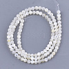 Natural White Shell Beads SHEL-T012-49B-2