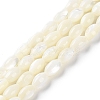 Natural Trochus Shell Beads Strands X-BSHE-E030-02C-1