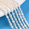 Natural Cultured Freshwater Pearl Beads Strands PEAR-N014-03F-1