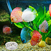 8Pcs 2 Style Transparent Acrylic Aquarium Shrimp Feeding Dishes AJEW-GO0001-01-5