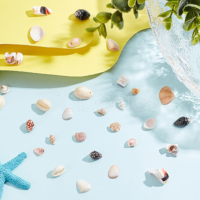 6 Styles Natural Shell Beads Display Ornaments SHEL-PH0001-46-1