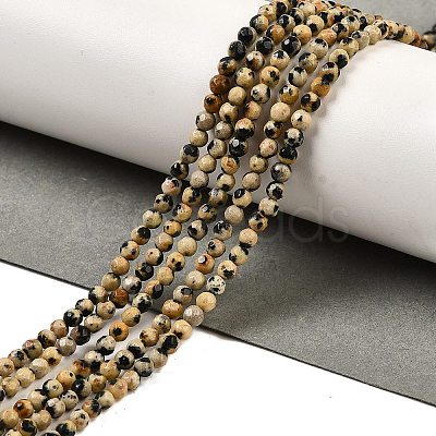 Natural Dalmatian Jasper Beads Strands G-Z068-B07-01-1