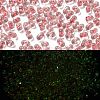 Luminous Glass Seed Beads SEED-A033-07M-1