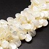 Natural Trochid Shell/Trochus Shell Beads Strands SSHEL-K009-08-1