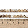 Natural Freshwater Shell Beads Strands SHEL-K006-71A-4