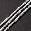 Natural Trochid Shell/Trochus Shell Beads Strands X-SSHEL-O001-24B-02-4