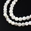 Natural White Shell Bead Strands X-SSHEL-N003-144C-01-3