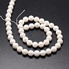Shell Pearl Beads Strands X-BSHE-E008-14mm-12-2