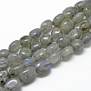 Natural Labradorite Beads Strands X-G-R445-8x10-20-1