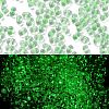 Luminous Glass Seed Beads SEED-A033-07I-1