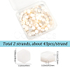 2 Strands Natural Freshwater Shell Beads Strands SSHEL-SC0001-36B-2
