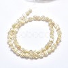 Shell Bead Strands SSHEL-P015-01B-12mm-2