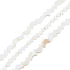 3 Strands 2 Styles Natural Freshwater Shell Beads Strands SHEL-HS0001-10-1