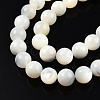 Natural White Shell Bead Strands SSHEL-N003-144H-01-3