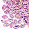 Plastic Paillette Links, Sequins Beads, Leaf, Magenta, 8.5x4.5x0.5mm, Hole: 1mm, about 30000pcs/500g