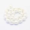 Shell Pearl Beads Strands BSHE-P024-15-2