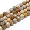Natural Fossil Coral Beads Strands G-R446-8mm-28-1