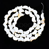 Natural Freshwater Shell Beads Strands SHEL-N026-151-2