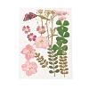 Pressed Dried Flowers DIY-YWC0001-95-2