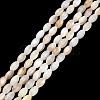 Natural Freshwater Shell Beads Strands SHEL-C010-03A-1