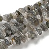 Natural Labradorite Chip Bead Strands G-M205-13-2